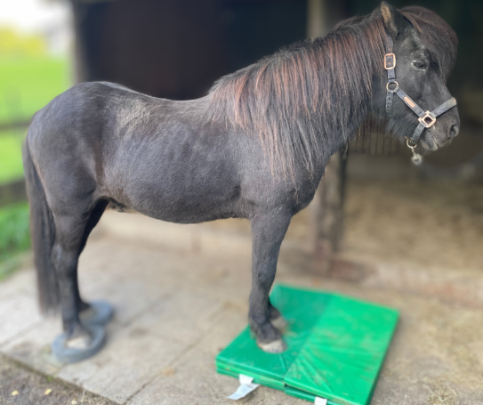 Ein schwarzes Pony steht auf Balancepads, um seine stabilität und Muskulatur zu trainieren